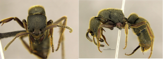紅足穴猛蟻 （泡沫螞蟻）(Pseudoneoponera rufipes)則有20毫米長。(圖片來源︰港大昆蟲生物多樣性與生物地理學實驗室)